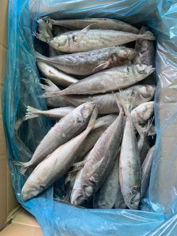 Atlantic Horse Mackerel